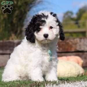 Max, Cavapoo Puppy